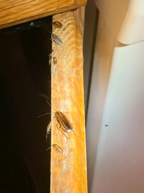 German Roaches
