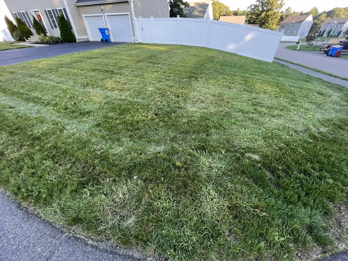 Lawn after treatment — thick, healthy turf with consistent coverage