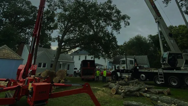 work photo from mngtreeservices.com