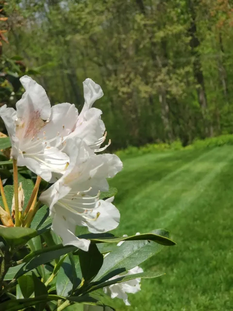 Best landscaping services in Northampton Massachusetts.