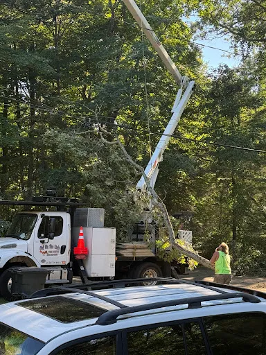 Out on the Limb Tree Service, LLC work photo