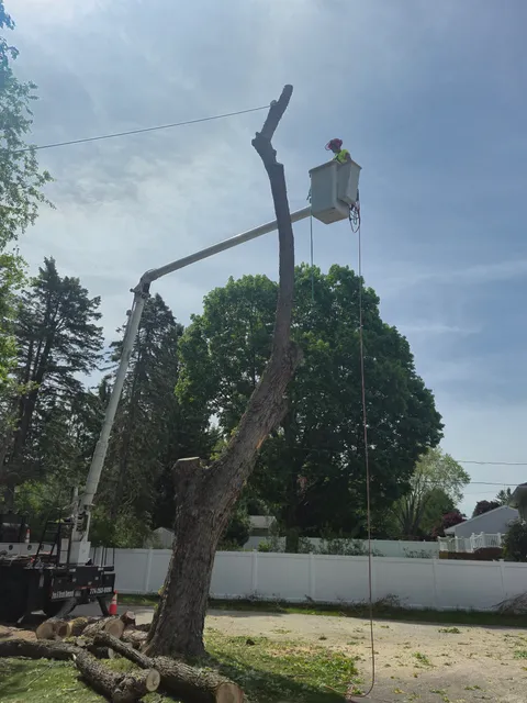 Branch Manager Tree Service work photo