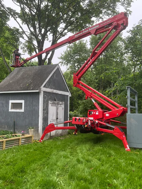 Ryan's Tree Service work photo