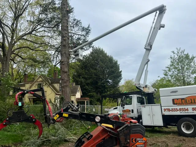 Medina Tree Services work photo