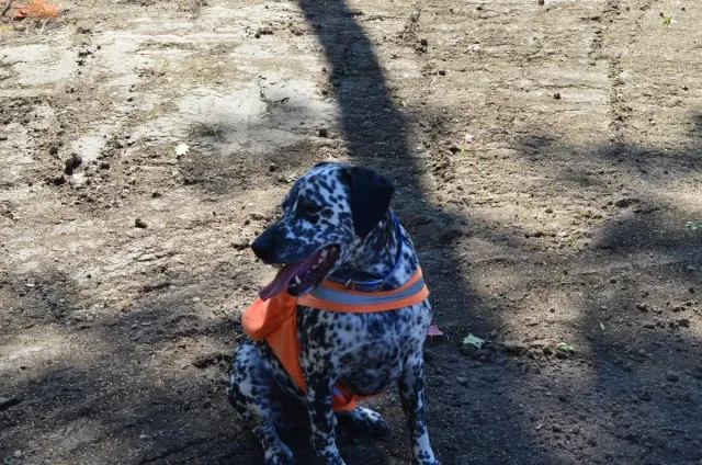 A dalmatian dog wearing an orange harness is sitting on the ground.