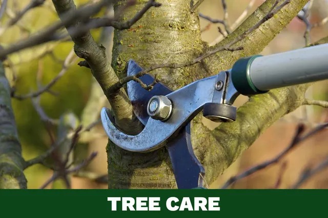 EXPERT TREE CARE FOR RESIDENTIAL AND COMMERCIAL PROPERTIES IN MAINE