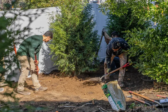 Three men are gardening, planting or working with soil, with one using a shovel, another using a hoe, near bushes and a white fence.