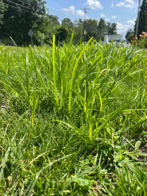 work photo from grass-rootsinc.com