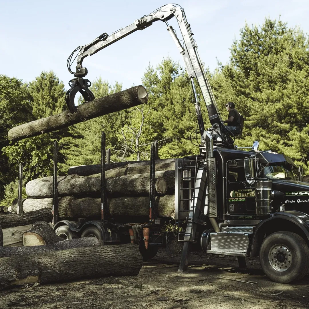work photo from newenglandtreemasters.com
