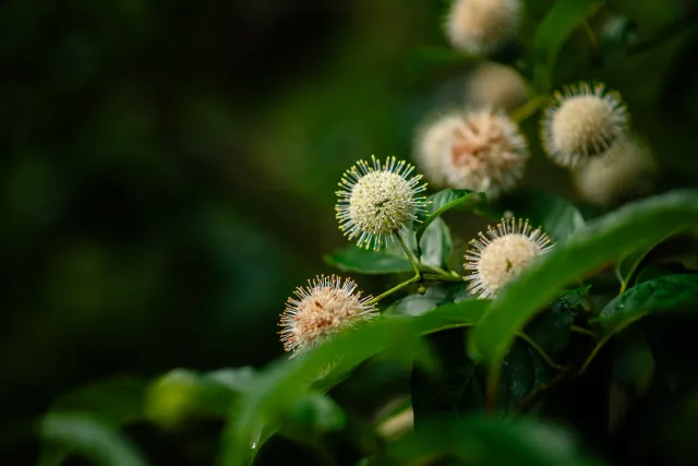 Heirloom Tree  Shrub Care-2.jpg