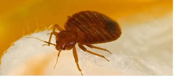 Marlboro Pest Control Co work photo