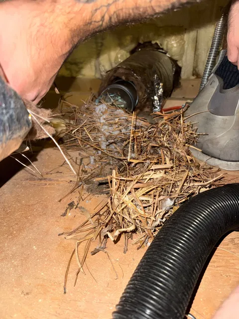 A technician pulling a mass of nesting material out of a dryer duct onto the subfloor, with a vacuum hose alongside.