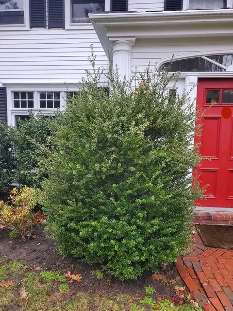 work photo from tjcollinslandscaping.com