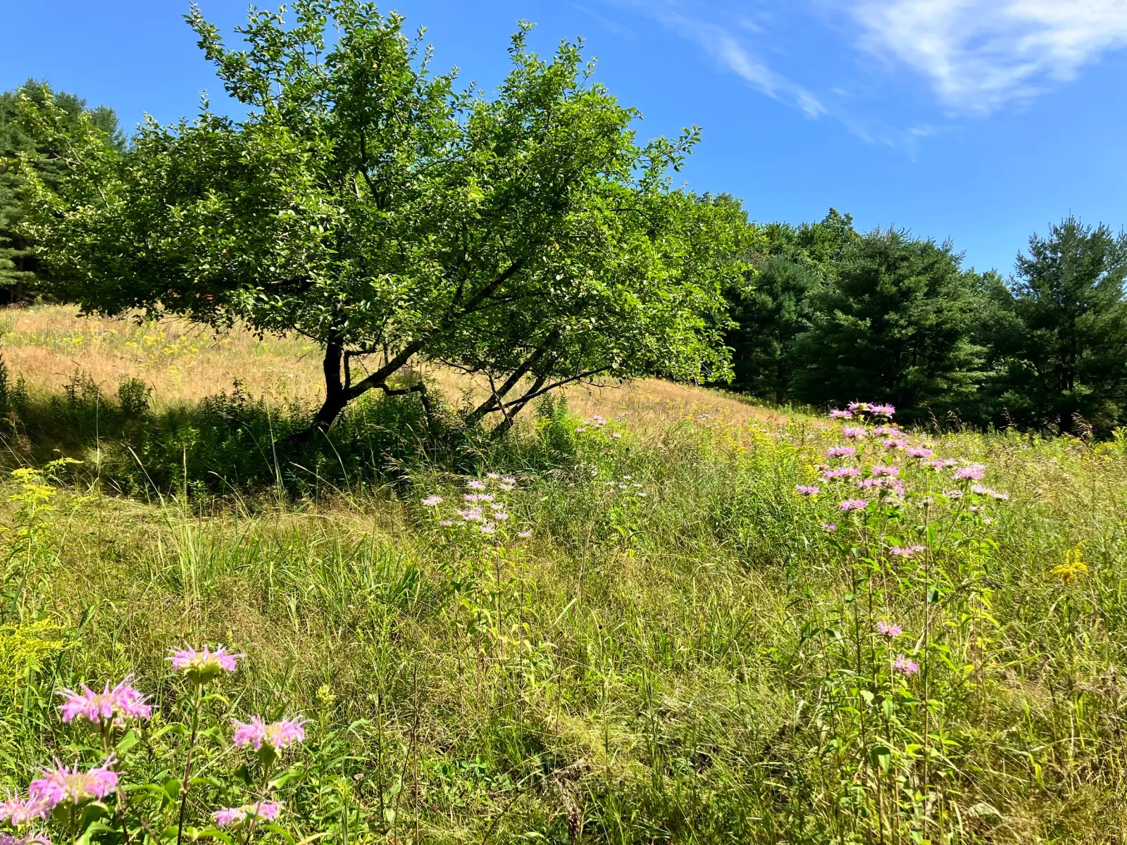 IMG_5505.jpeg