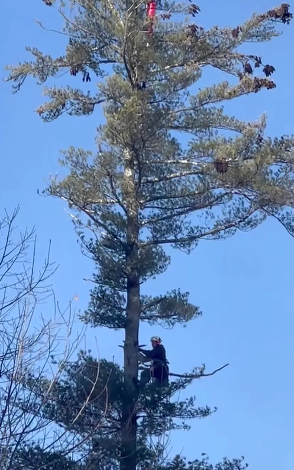 Dix Street tree removal required crane and bucket truck