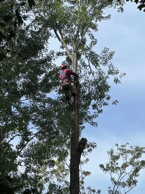 work photo from emltreeservices.com