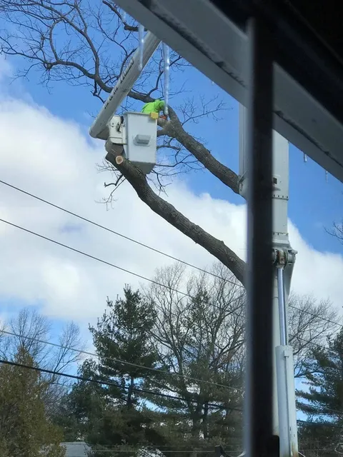 work photo from m-mtrees.com
