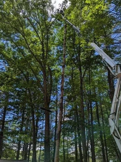 work photo from webstertree.net