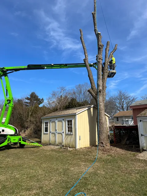 Hillside Tree Service work photo