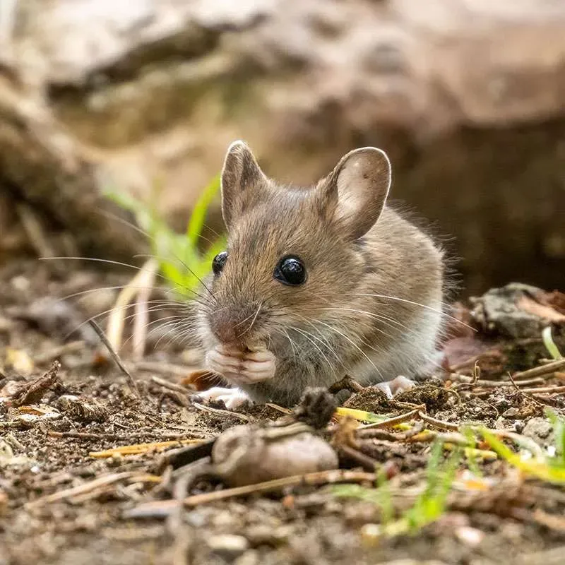 Wild mouse eating seeds on forest floor.