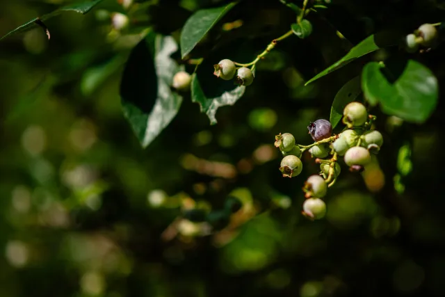 Heirloom Tree  Shrub Care-44.jpg