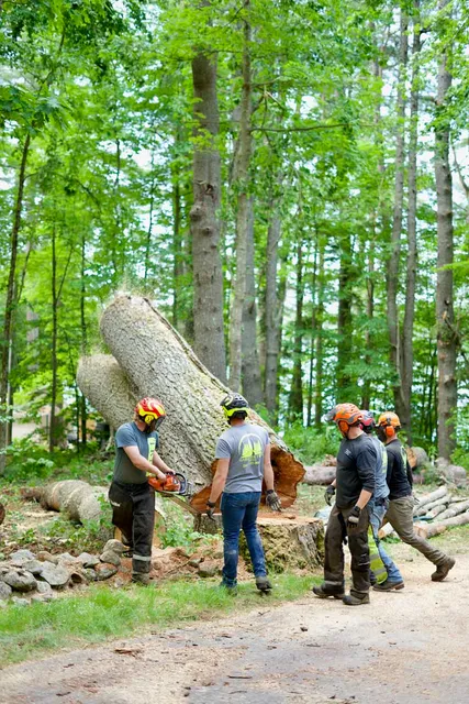 work photo from gardnertreeme.com