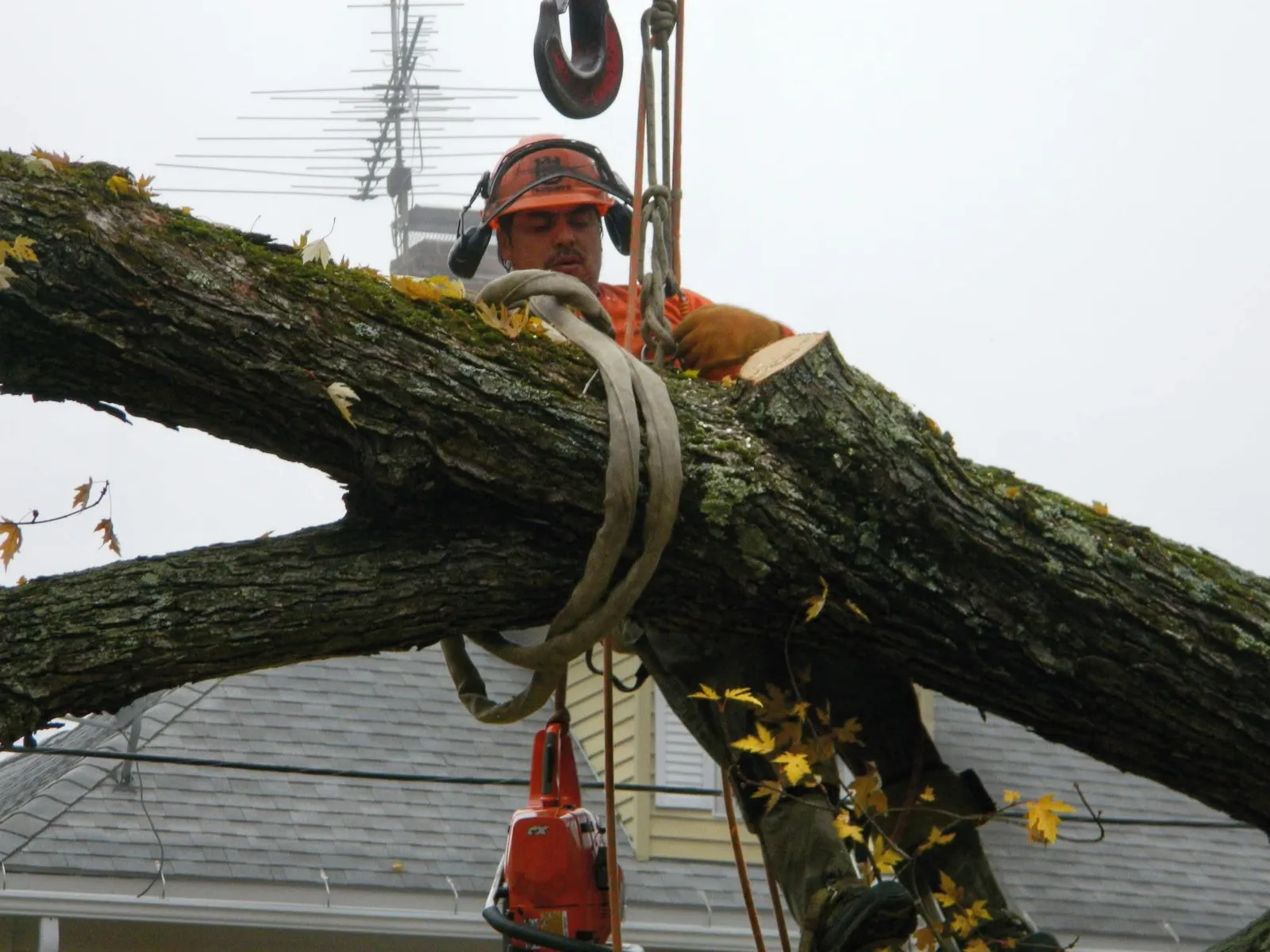 Tico Tree Service researched project photo