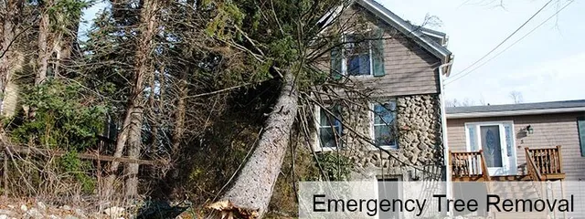 Emergency Tree Removal Worcester MA