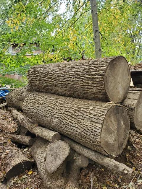 A stack of cut tree logs in a wooded area with green and yellow leaves on trees and fallen leaves on the ground.