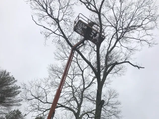 work photo from radketreeservice.com