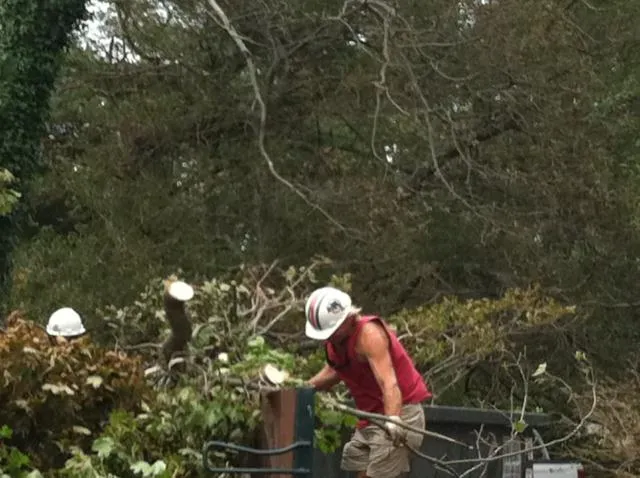 work photo from rttreeremoval.com