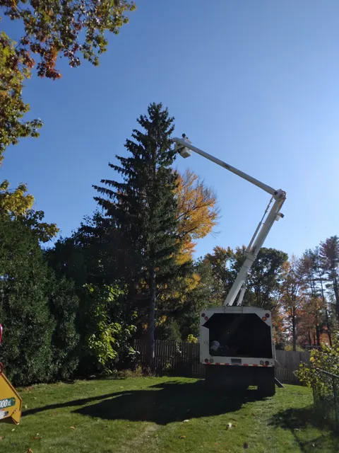 D.M. Tree work photo