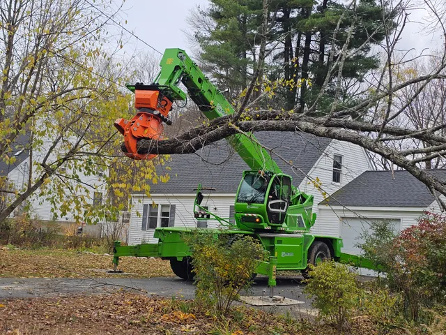 Foppema Tree Care work photo