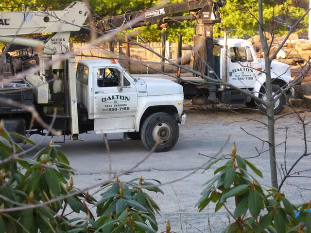 DALTON TREE SERVICE work photo