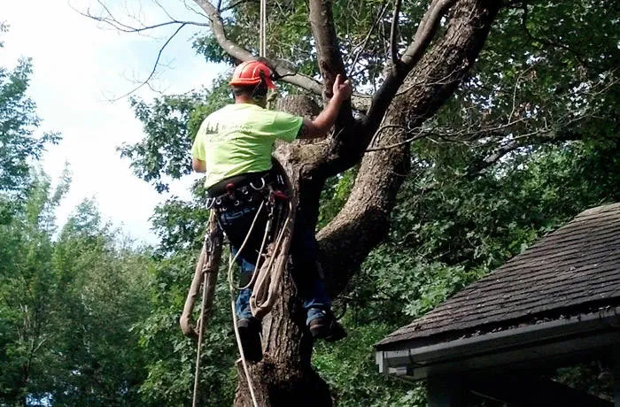 work photo from robbleetreeservice.com