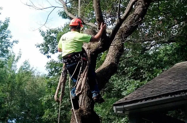 work photo from robbleetreeservice.com