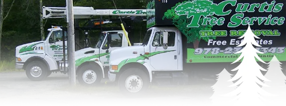 work photo from curtistreeservice.com