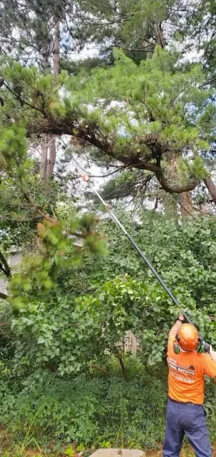 All Types of Tree Work