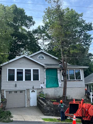 Monteros Tree Service & Landscaping work photo