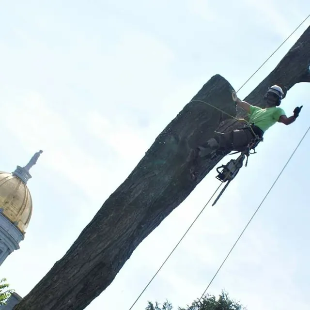 Alexander Tree Service work photo