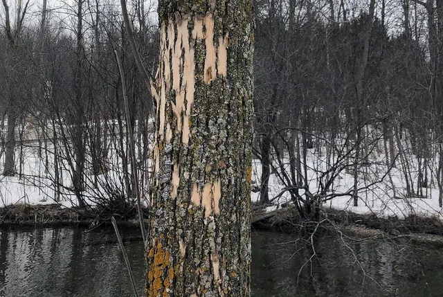 Woodpecker flecking on an ash tree infested with emerald ash borer