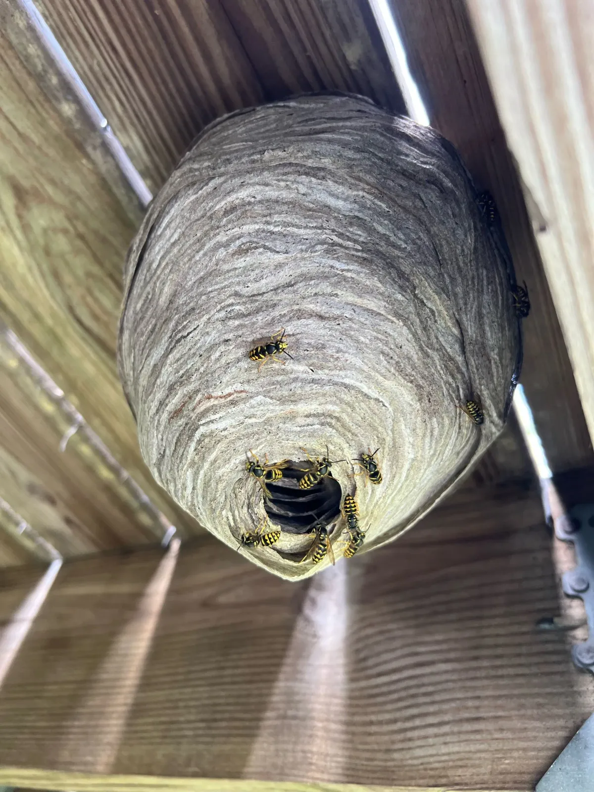 work photo from actonpestcontrolservices.com