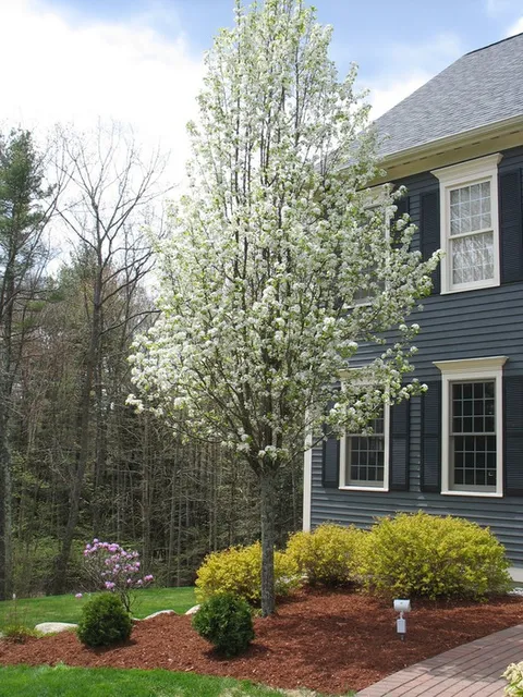 work photo from lawnboylandscaping.com
