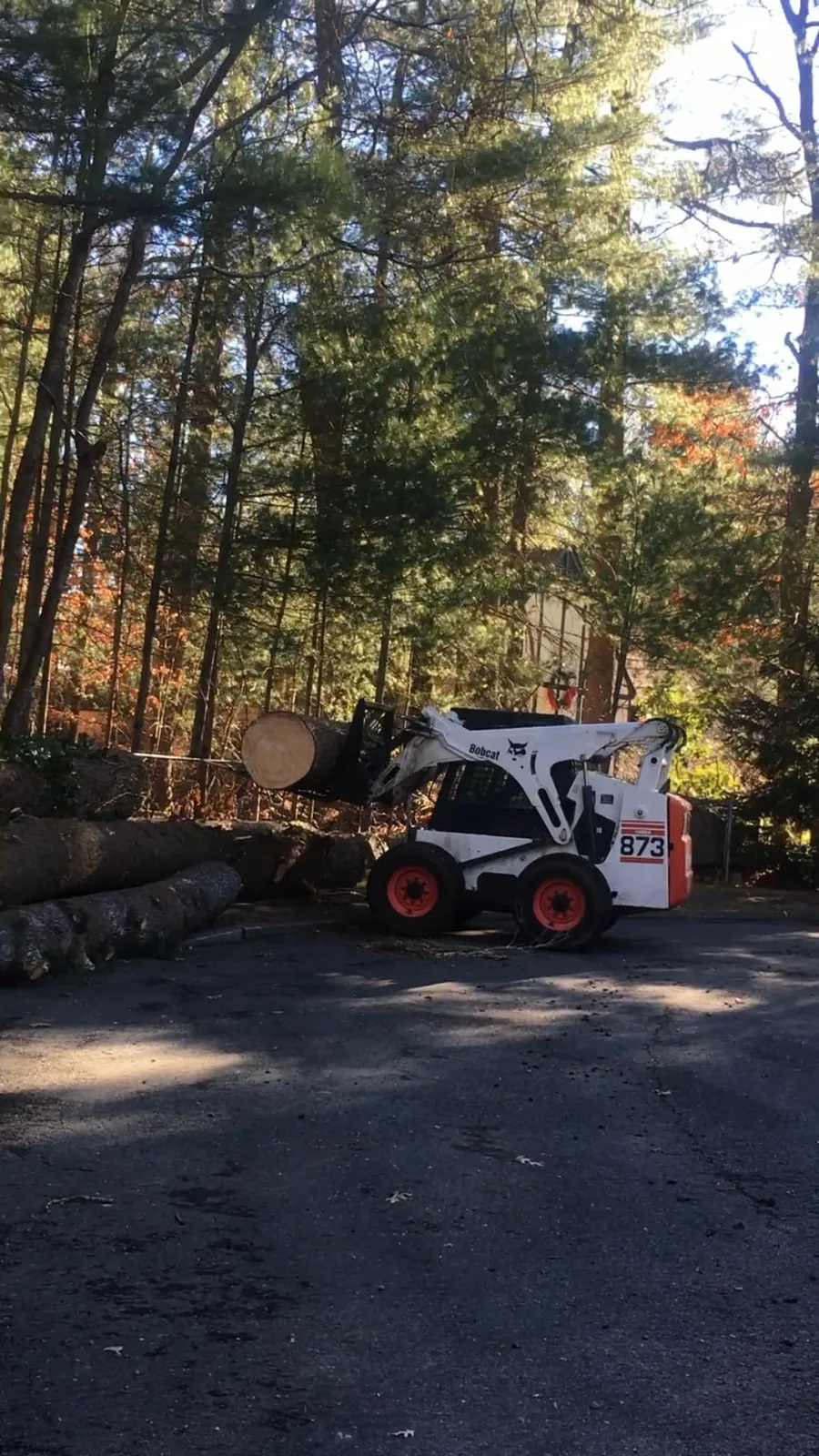 work photo from adantreeservices.com