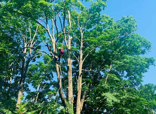 work photo from franktreeservicesandlandscapinginc.us
