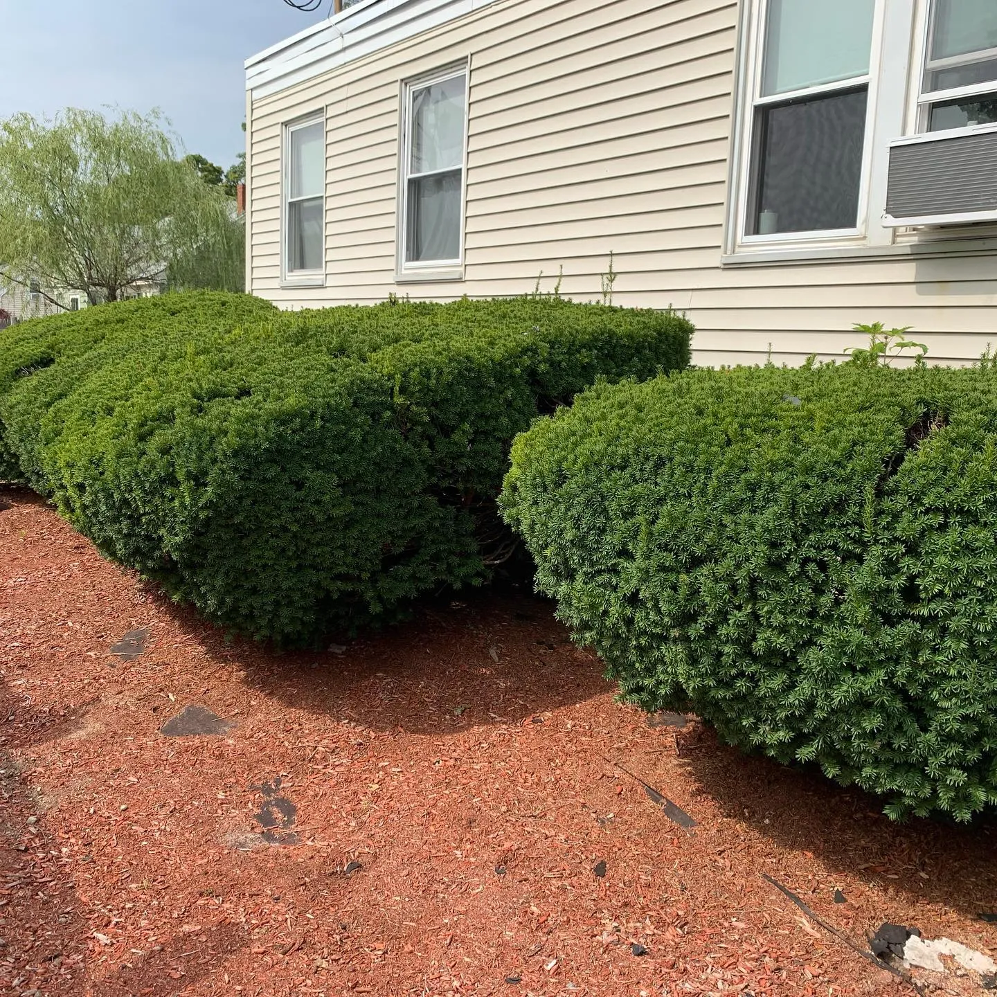 Trimmed shrubs over a fresh red-mulch bed