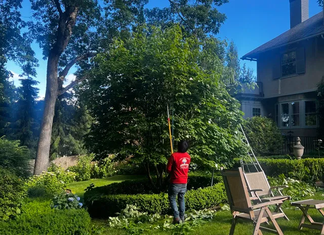Service Tree Trimming_ copy_gallery