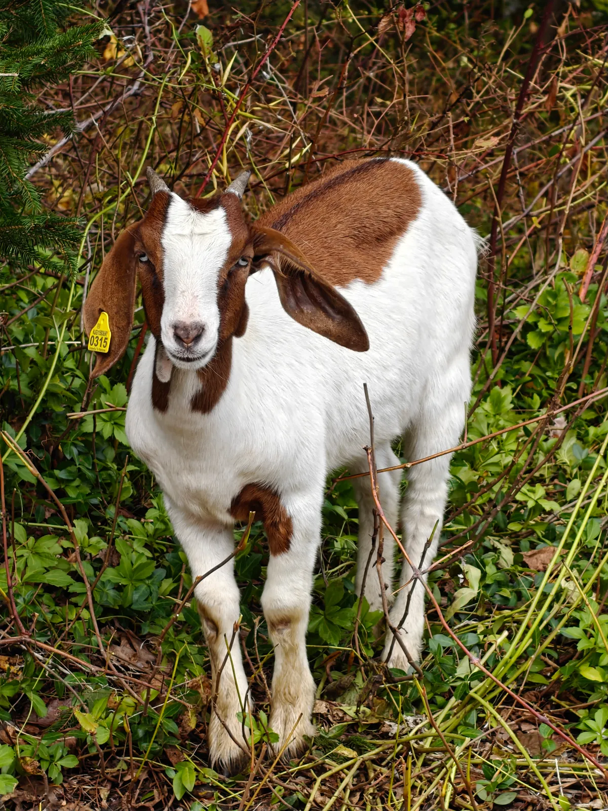 work photo from meadowgrazing.com