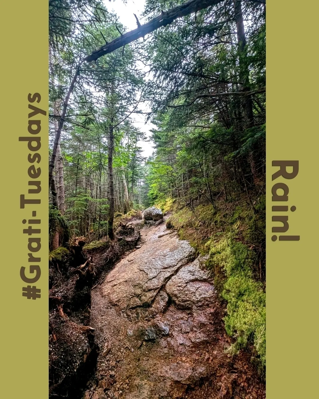 Rain days are tree days! 🌧️🌲
Rainy weather might slow down our outdoor work, but we couldn’t be happier seeing our local trees, moss, and roots get the deep soak they’ve been waiting for. We're appreciating the days lately where nature has taken care of our watering so that everything comes back stronger and greener.
What are you feeling grateful for this Tuesday? 💚
#GratiTuesdays #TreeCare #NaturesNourishment #RainyDays #Arboriculture #GratefulForRain