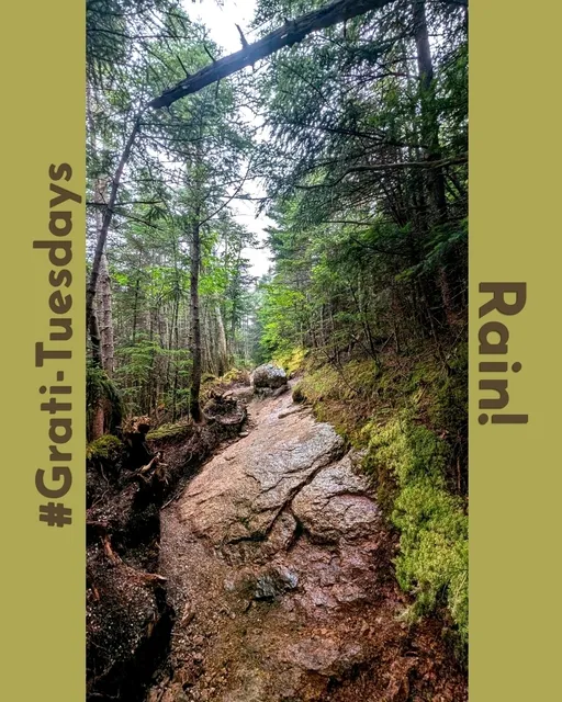 Rain days are tree days! 🌧️🌲
Rainy weather might slow down our outdoor work, but we couldn’t be happier seeing our local trees, moss, and roots get the deep soak they’ve been waiting for. We're appreciating the days lately where nature has taken care of our watering so that everything comes back stronger and greener.
What are you feeling grateful for this Tuesday? 💚
#GratiTuesdays #TreeCare #NaturesNourishment #RainyDays #Arboriculture #GratefulForRain